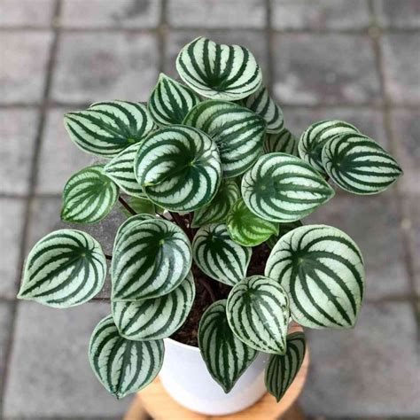 watermelon peperomia moisture meter|watermelon peperomia how to grow.